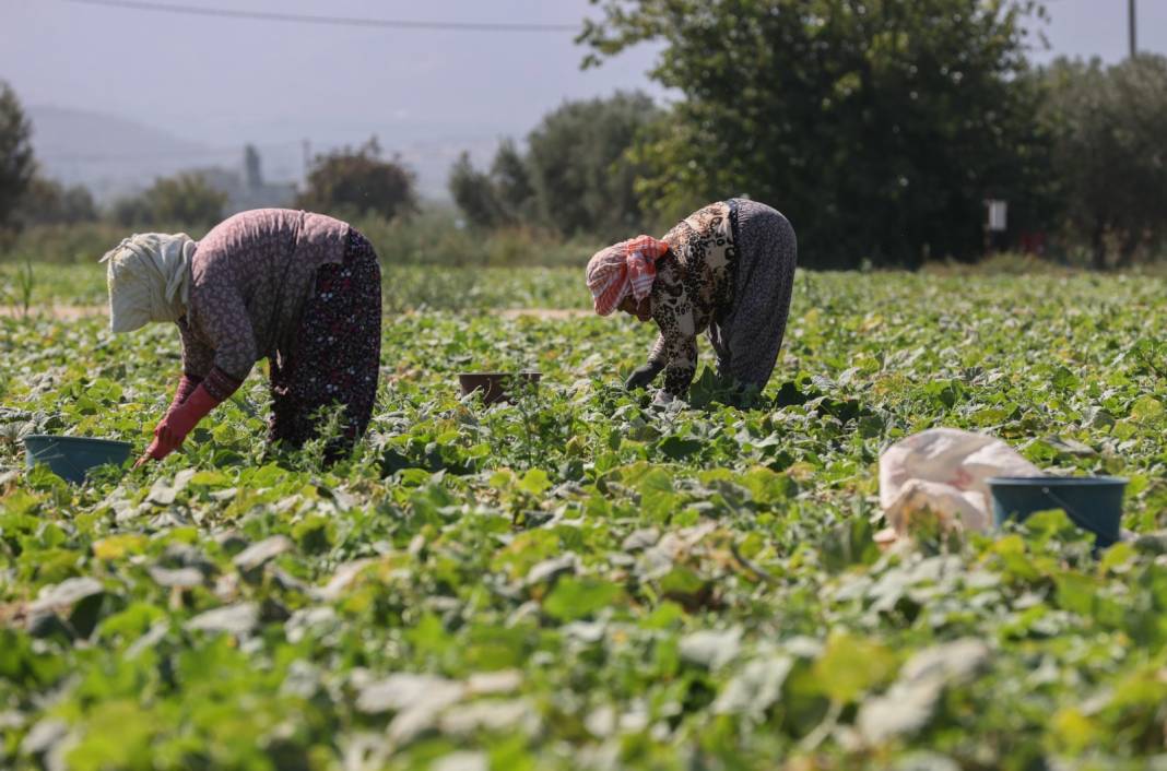 Hasadı eylülde başladı. Küçükleri yurt dışına satılıyor. Elenenler turşu yapılıyor 2